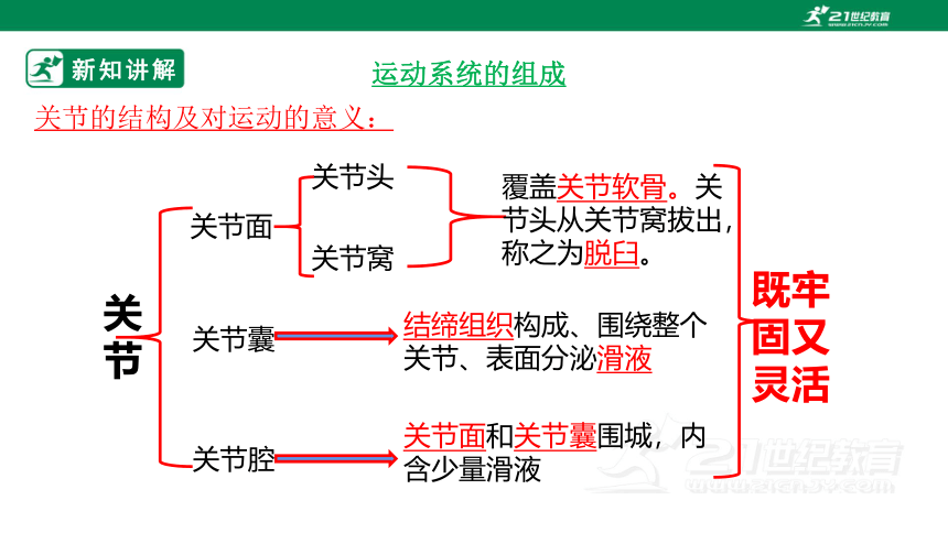 人教版5.2.1 动物的运动-2022-2023学年八年级生物上册 同步课件(共35张PPT)