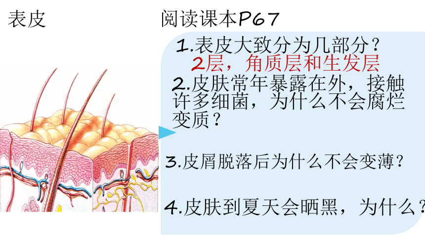 4.11.3皮肤与汗液分泌课件(共25张PPT)2022-2023学年北师大版生物七年级下册