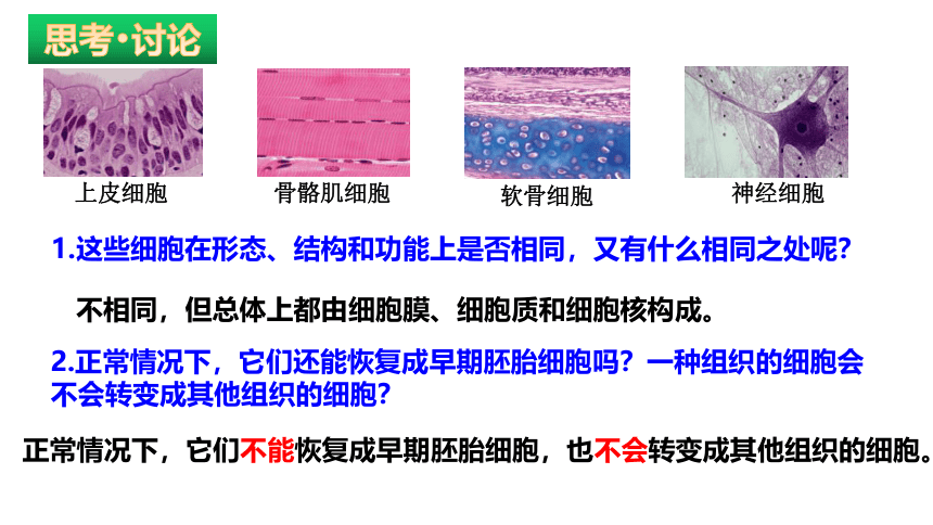 2021-2022学年高中生物人教版（2019）必修一6.2 细胞的分化课件（23张PPT）