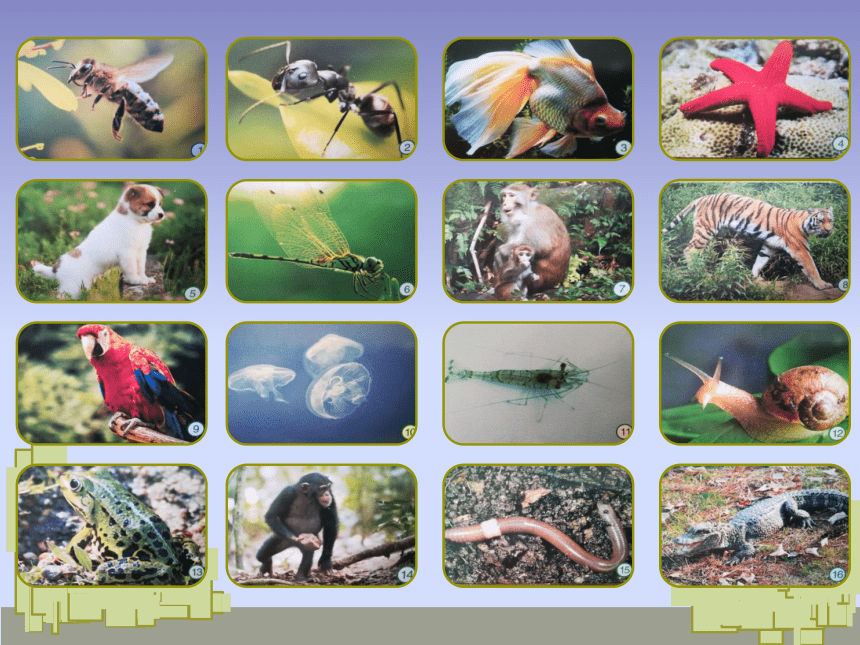 苏教版（2017秋）一年级下册科学课件 - 4.10 形形色色的动物 （课件共8张PPT）