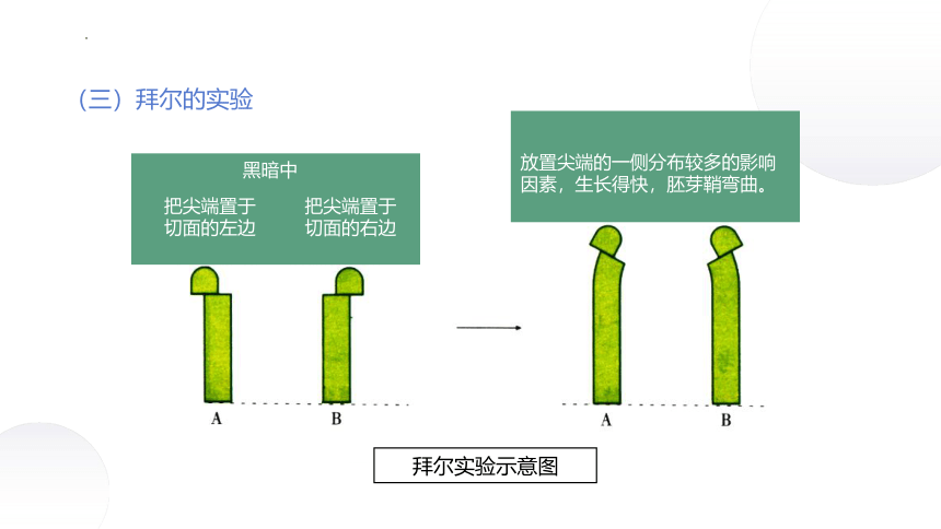 4.1+植物生长素（课件）-2022-2023学年高二生物同步精品课堂（苏教版2019选择性必修1）(共38张PPT)