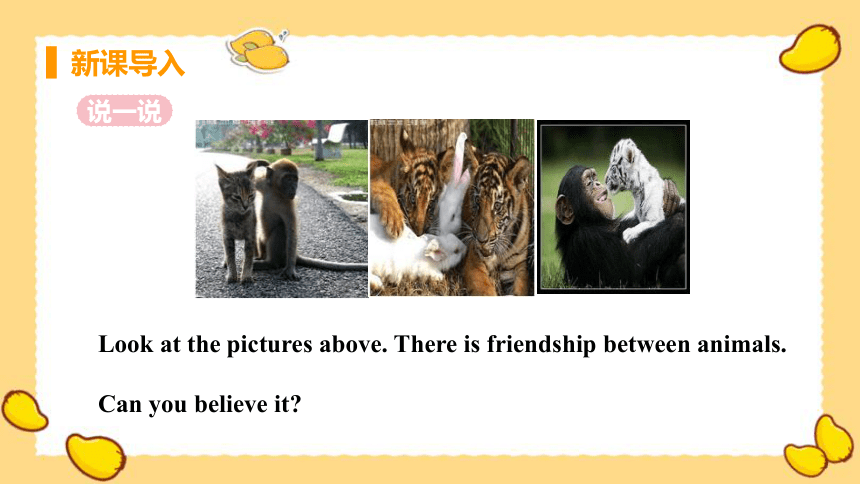 Lesson 18 Friendship Between Animals-(共25张PPT)初中英语 八年级下册 冀教版 同步课件
