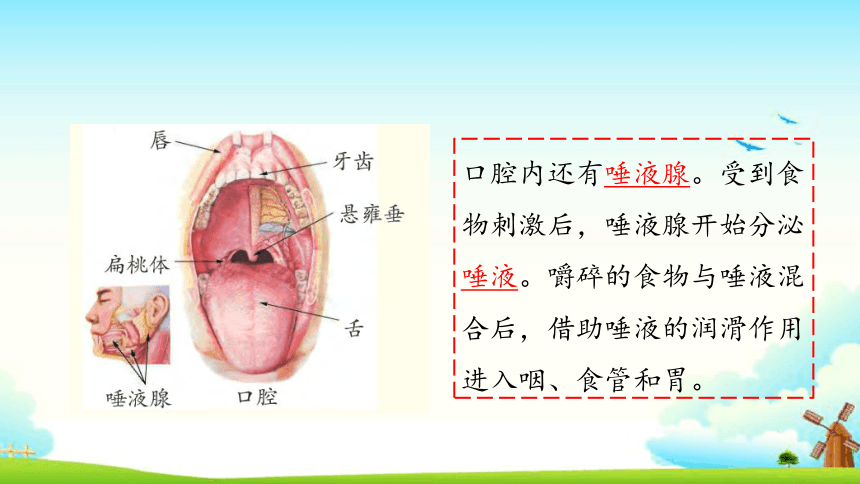 大象版科学四年级上册第五单元复习课件（18张PPT）