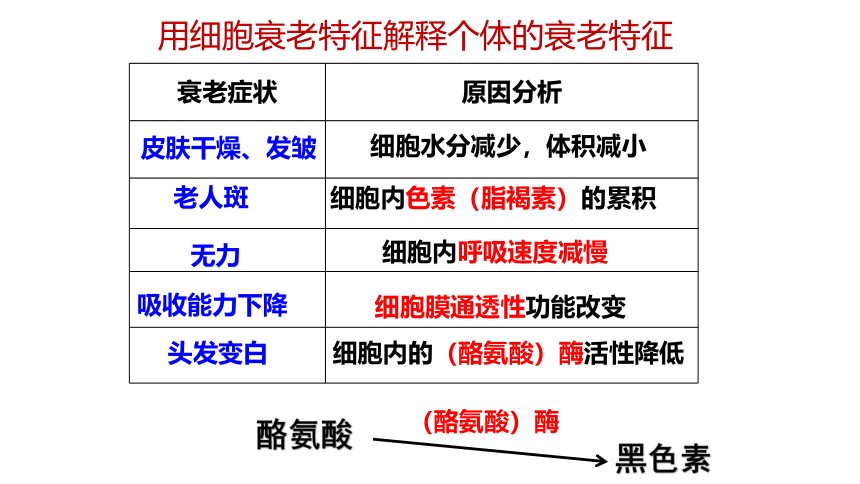 生物人教版（2019）必修1 6.3细胞的衰老和死亡  课件 （共41张ppt）