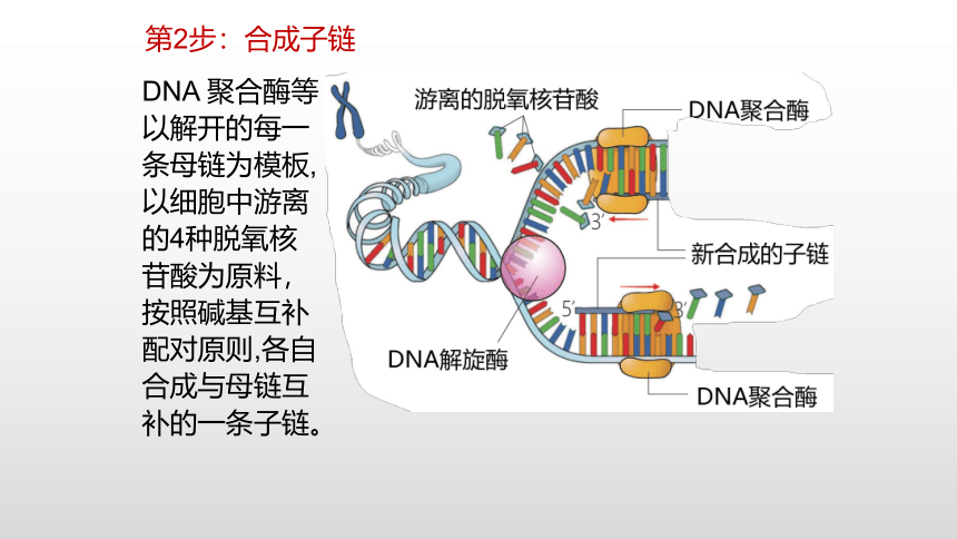 生物人教版（2019）必修2 3.3DNA的复制课件（共36张PPT）