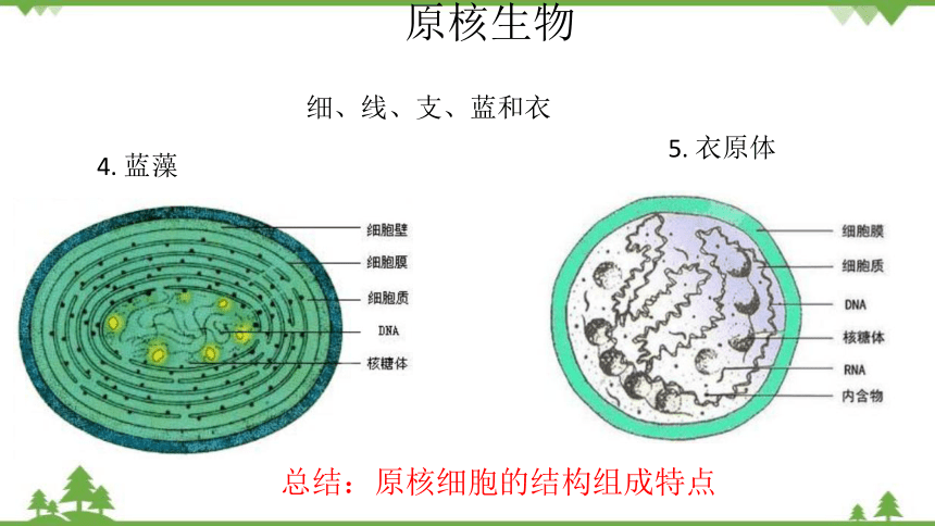 高中生物浙科版（2019）必修一2.6原核细胞内无成形的细胞核课件（1）(共15张PPT)