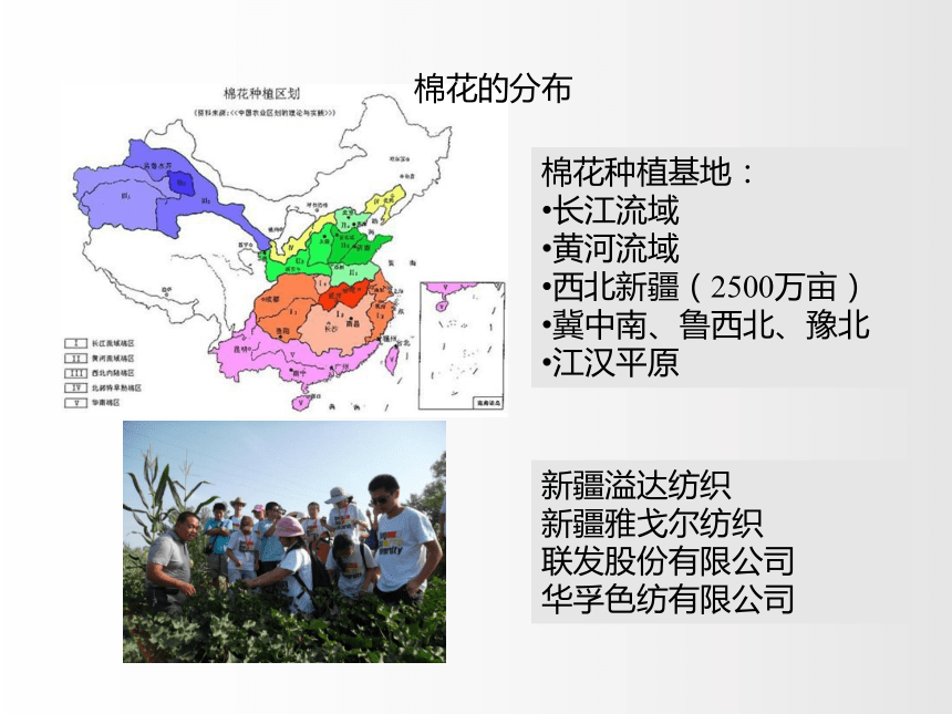 2.1服装用纤维-棉和麻 课件(共55张PPT)-《服装材料》同步教学（中国纺织出版社）