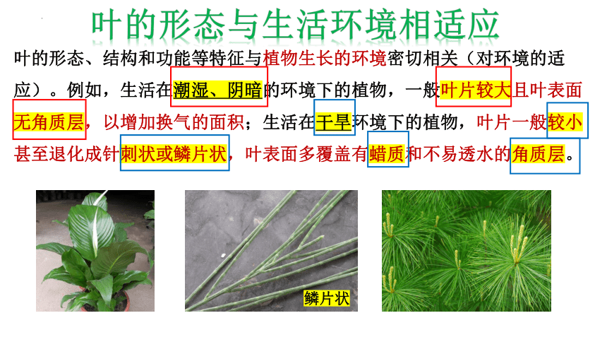 4.5.1植物的叶与蒸腾作用（课件 21张PPT）