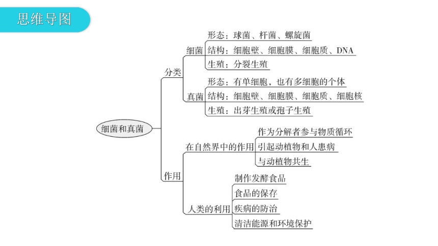 人教版生物八年级上册 第五单元 第四章 细菌和真菌章末总结课件（共39张PPT）