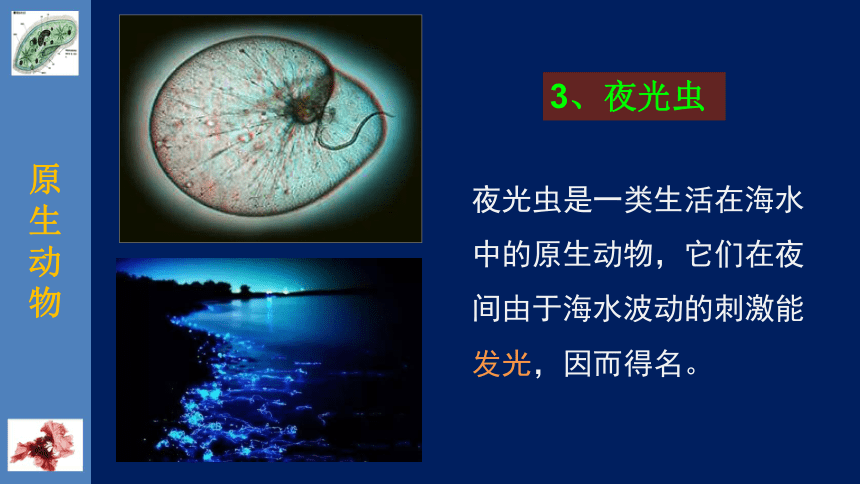 北师大版生物八年级下册22.2 原生生物的主要类群 课件（共25张PPT）