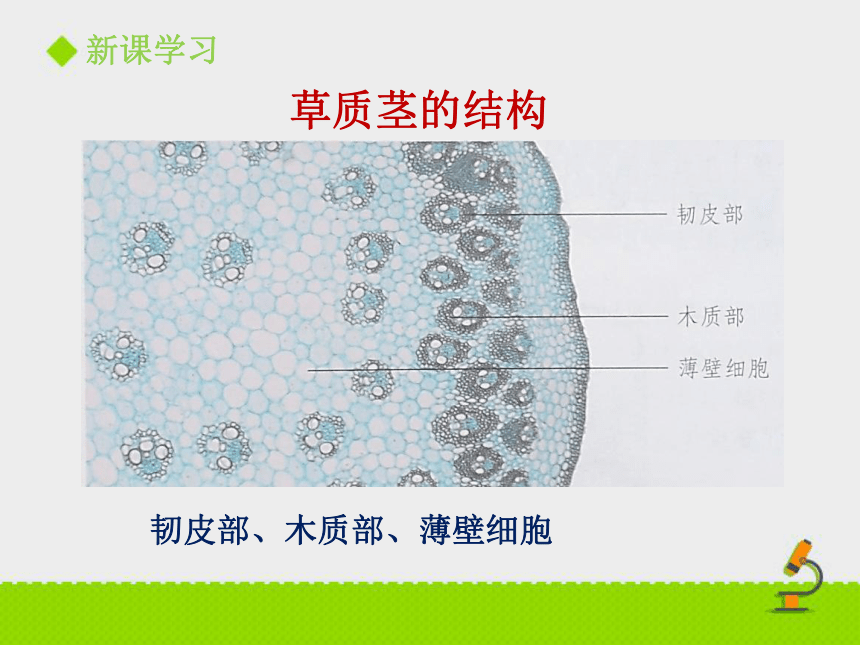 2020-2021学年北京版七年级下册生物第五章第一节 《植物体内的物质运输》课件（37张PPT）