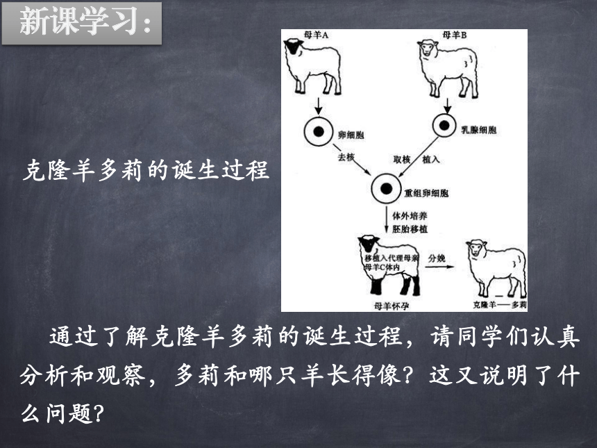 6.20.2性状遗传的物质基础课件(共28张PPT)2022-2023学年北师大版生物八年级上册