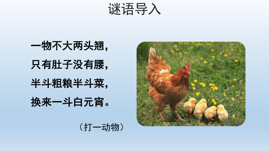 14  母鸡     第一课时 课件(共23张PPT)