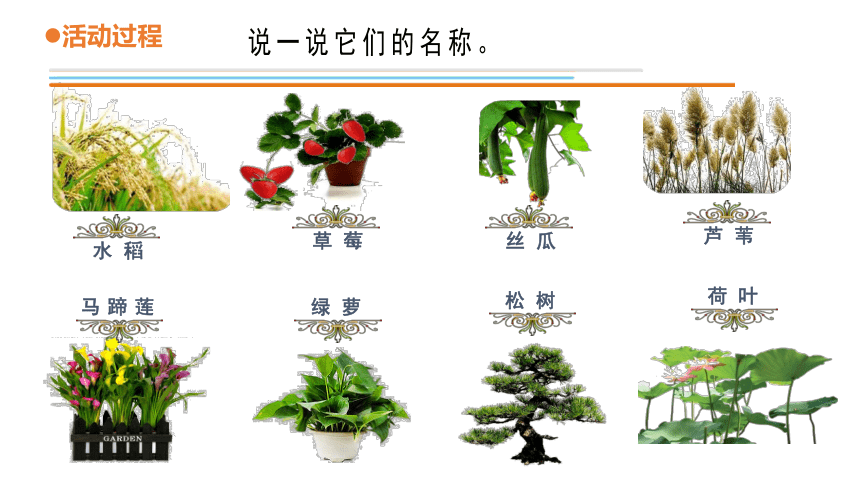 青岛版《科学》一年级下册第四单元《土壤与动植物》 11 我们周围的植物教学课件(共15张PPT)