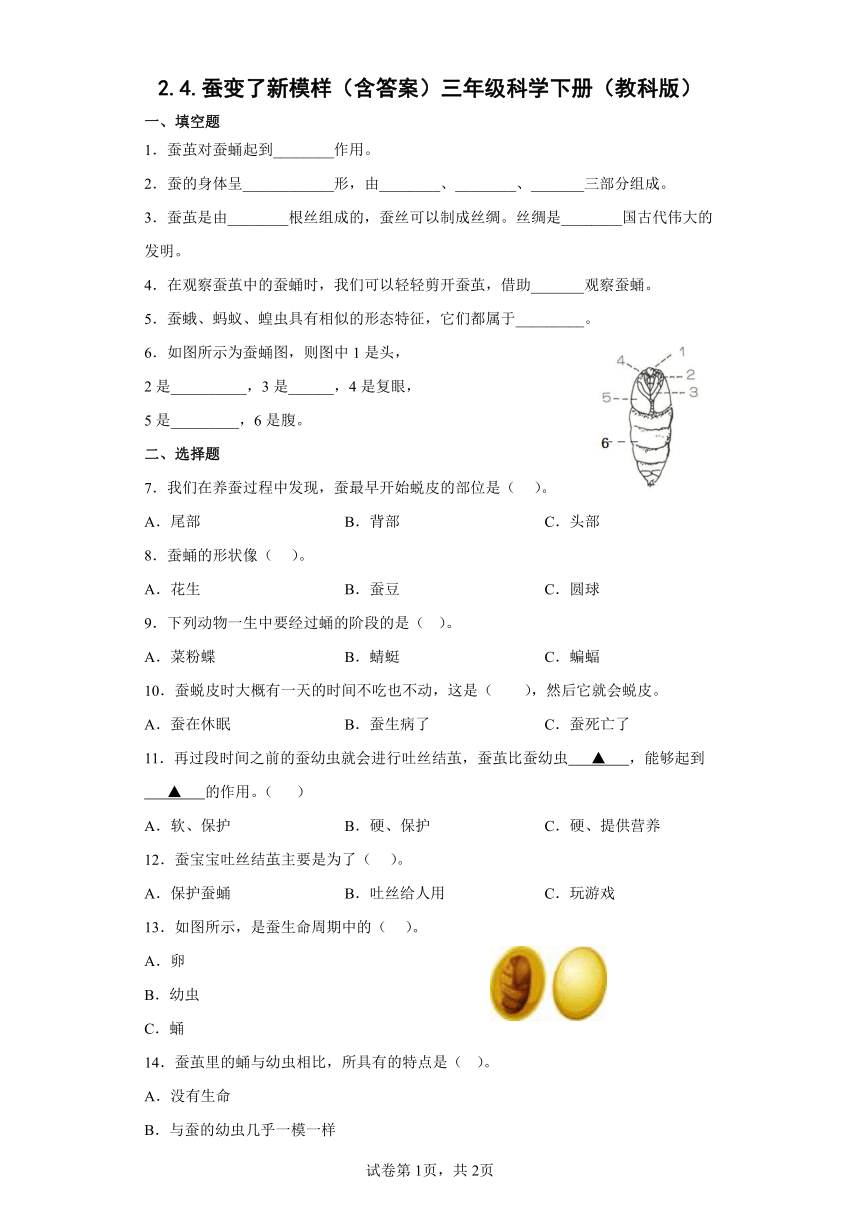 教科版（2017秋）三年级下册2.4蚕变了新模样 同步练习 （含答案）