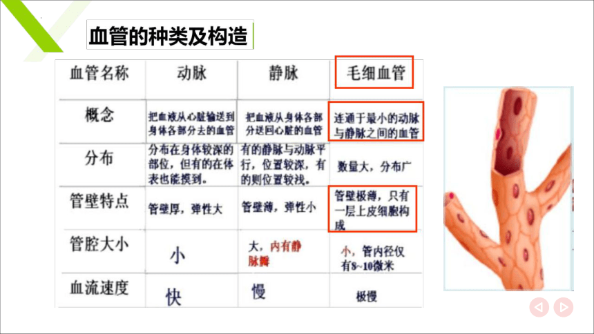 7.1.2血管 课件(共19张PPT)《畜禽解剖生理（第四版）》同步教学(高教版)