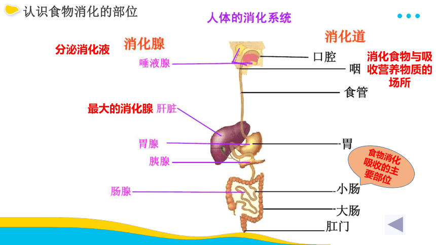 3.5.4.人体对于食物的消化和吸收课件2022--2023学年苏科版生物七年级上册（共25张PPT）