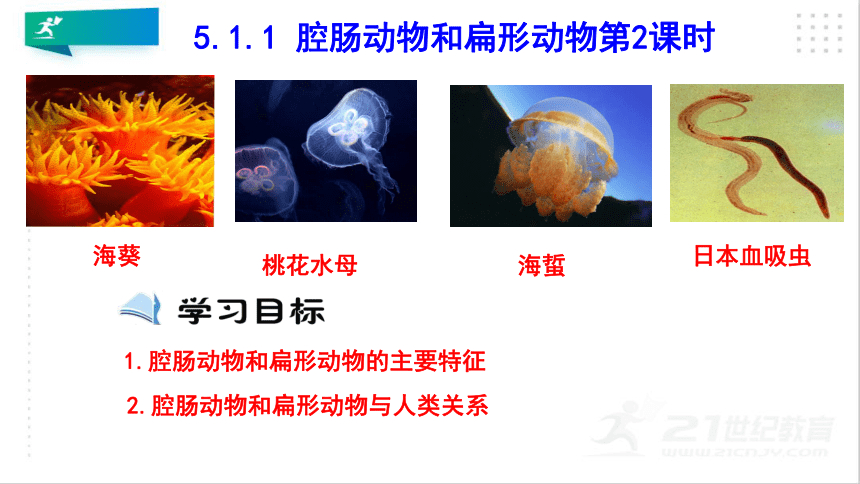 5.1.1 腔肠动物和扁形动物（第2课时)(课件）（共21张PPT）