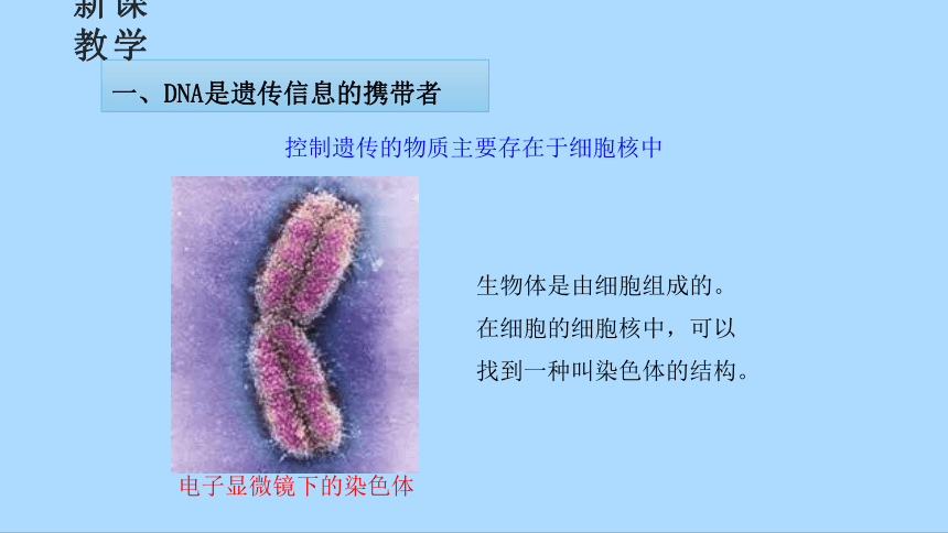 北师大版生物八年级上册6.20.2性状遗传的物质基础课件(共26张PPT)