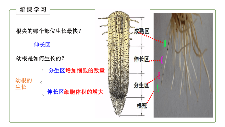 2021--2022学年人教版生物七年级上册_3.2.2 植株的生长 课件（24张PPT）