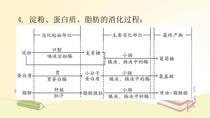 4.8.2 食物的消化和营养物质的吸收  第1课时复习 课件(共32张PPT) 北师大版七年级生物下册