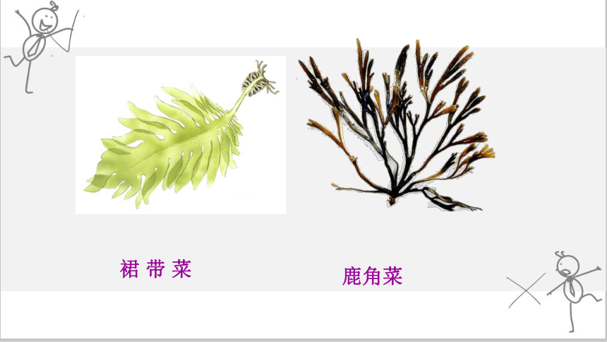 3.1.1 藻类、苔藓和蕨类植物  课件(共40张PPT)  2021——2022学年人教版七年级生物上册