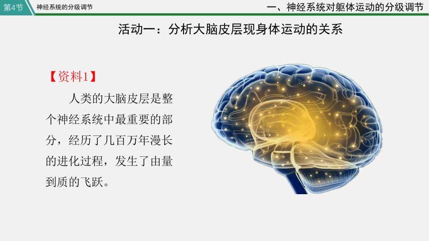 高中生物学人教版（2019）选择性必修1 2.4 神经系统的分级调节(共33张PPT)