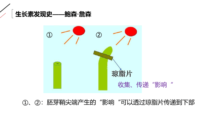 高中生物人教版必修3-3.1 植物生长素的发现 课件（共33张PPT）