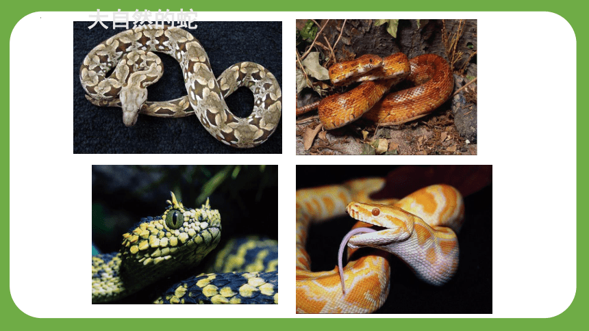 岭南版美术二年级上册6 可爱的玩具蛇（课件）(共22张PPT)