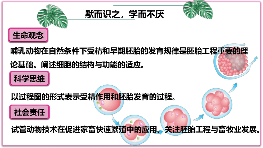 2.3 胚胎工程（第二课时）(共25张PPT1份视频)课件-人教版2019选择性必修3