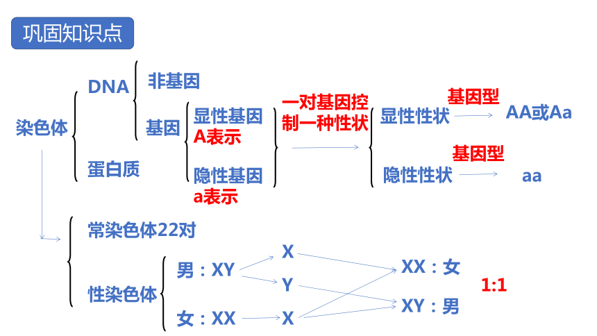 6.2.2 变异-【精准备课】2021-2022学年八年级生物下册同步教学优质课件（冀少版）(共33张PPT)