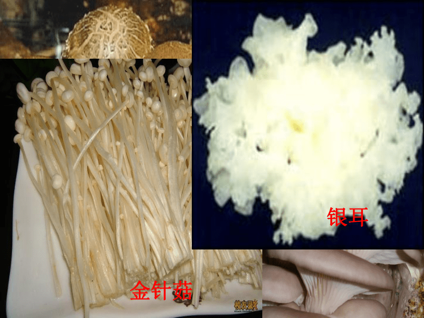 冀教版八上生物 5.2.2食用真菌 课件（25张PPT）