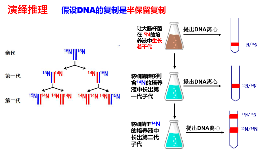 3.3 DNA的复制 课件  2022——2023学年高一下学期生物人教版必修2(共49张PPT)