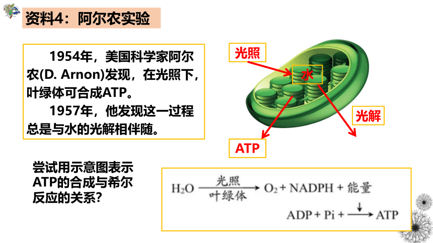5.4光合作用和能量转化（第3课时）(共21张PPT)