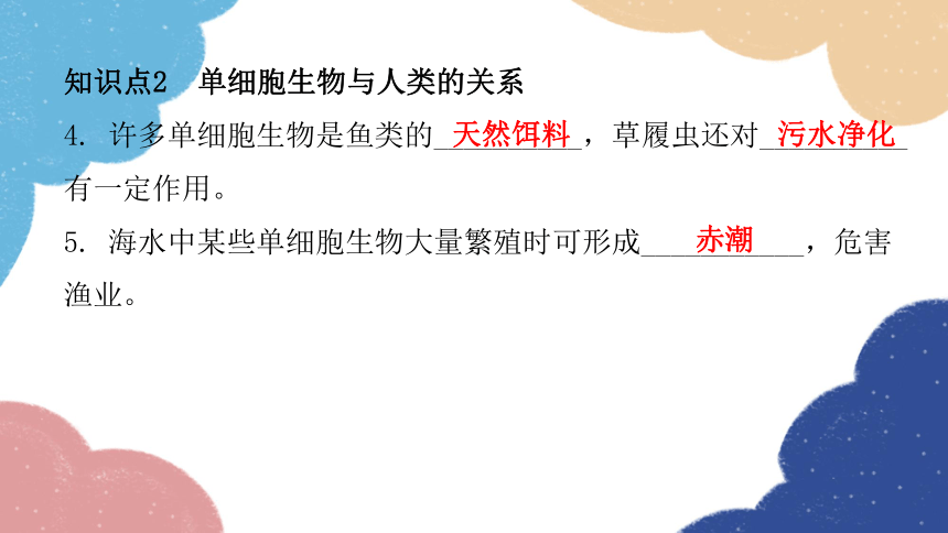 人教版生物七年级上册 2.2.4单细胞生物课件(共30张PPT)