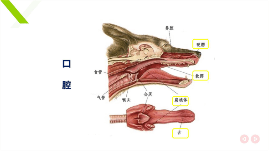 4.2口腔咽食道 课件(共23张PPT)《畜禽解剖生理学》同步教学（中国农业出版社）