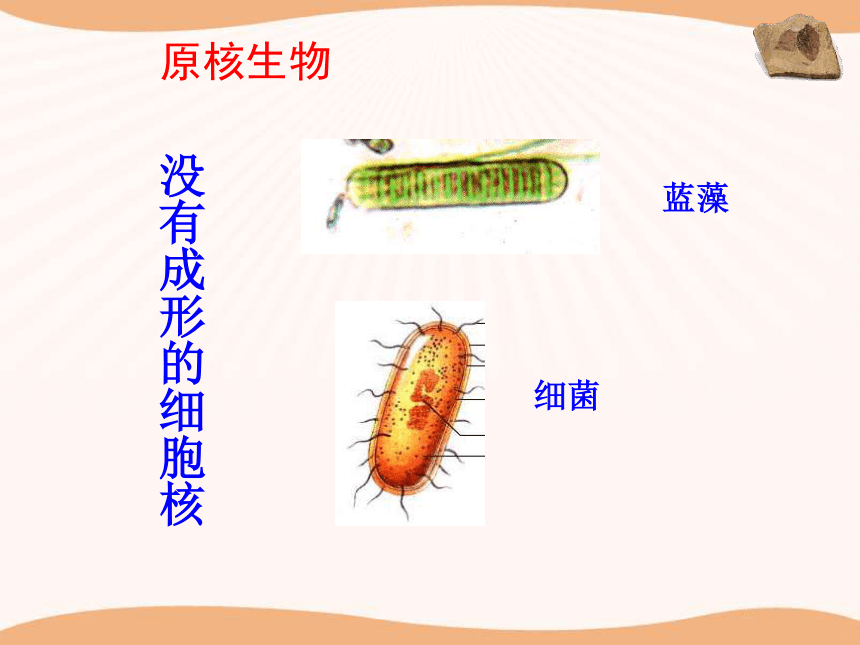 北师大版 八下 7.22. 2原生生物的主要类群  课件（共23张PPT）