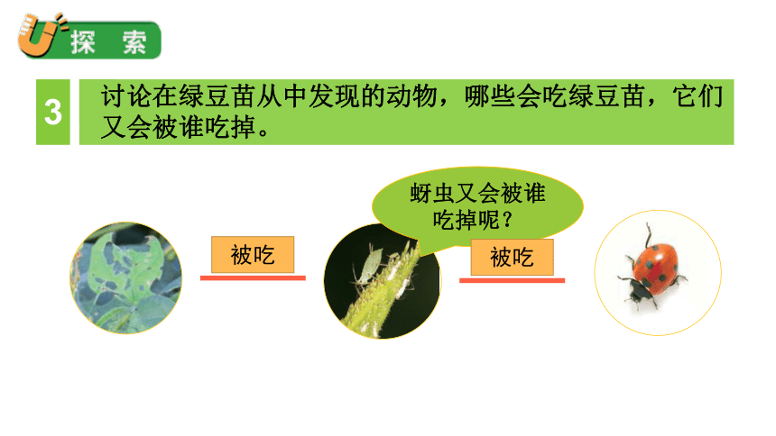 2023春教科版五年级科学下册1.6 食物链和食物网 课件（31张PPT）