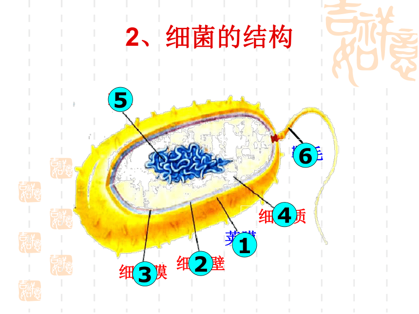 人教版八年级生物上册教学课件-5.4.2细菌7（共 15张PPT）