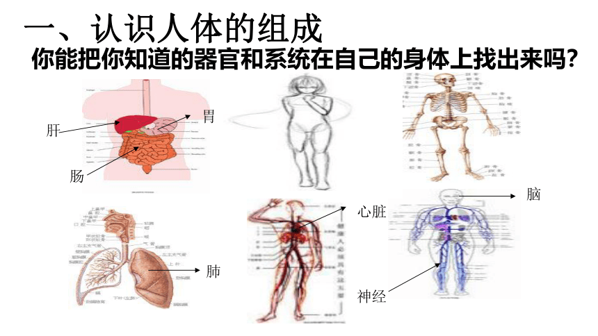 六年级科学下册课件 - 4人体的组成 （课件共18张PPT）