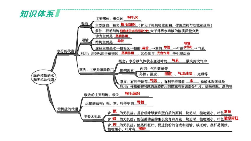 2022年浙江省中考科学一轮复习 第05课时　绿色植物的水和无机盐代谢（课件 34张PPT）