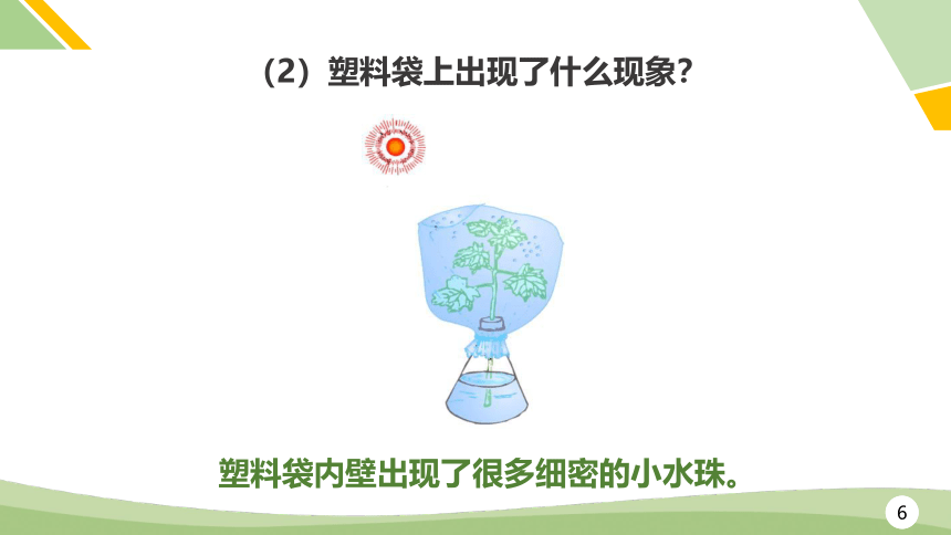2.1.2绿色植物的蒸腾作用(共28张PPT)2021-2022学年济南版七年级生物上册课件