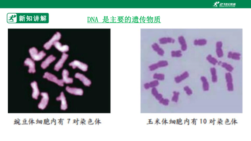 济南版4.4.1 遗传的物质基础-2022-2023学年八年级生物上册同步课件（含30张ppt）