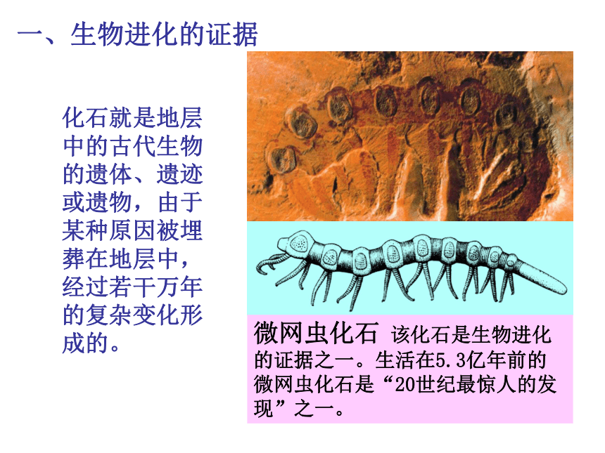 苏教版八年级生物上册 16.2生物进化的历程 课件(共16张PPT)