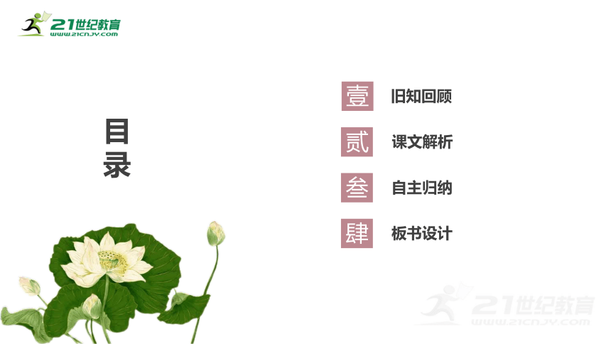 14、蜜蜂 第二课时 课件（共26张PPT）