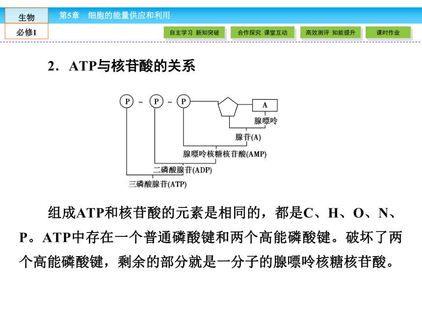（人教版）高中生物必修一：5.2细胞的能量“通货”-ATP课件（共41 张PPT）