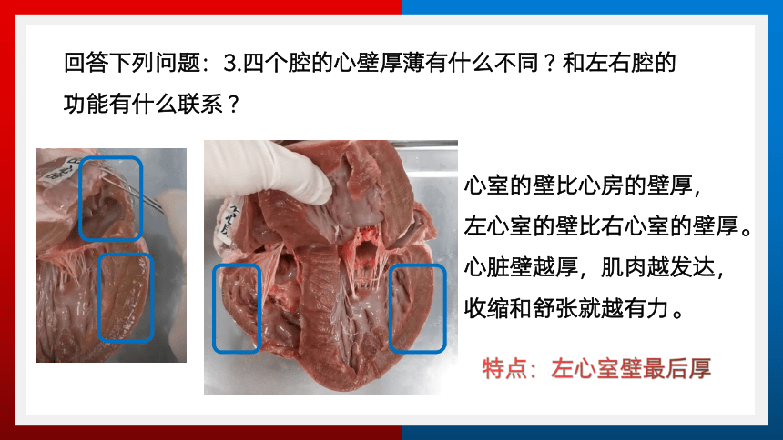 4.4.3 输送血液的泵——心脏（共2课时）(共32张PPT)人教版初中生物七年级下册