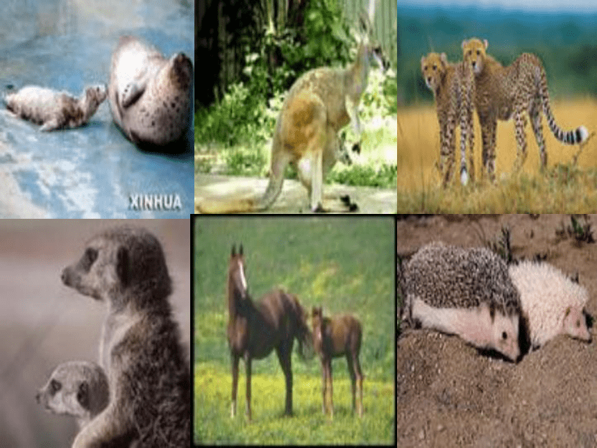 冀人版（2017秋）三年级下册科学课件-4 种类繁多的动物（课件共19张PPT）