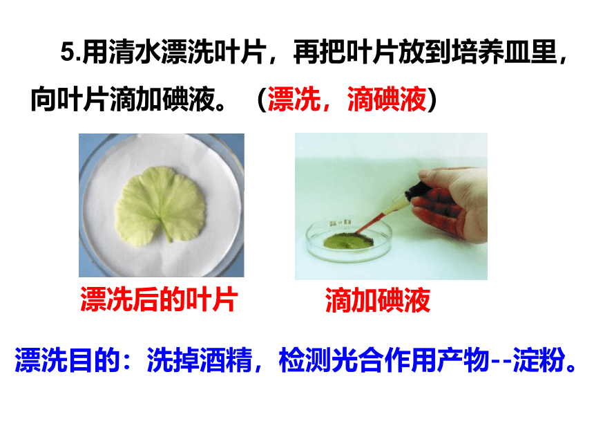 2021-2022学年人教版七年级生物上册3.4绿色植物是生物圈中有机物的制造者课件(共20张PPT)