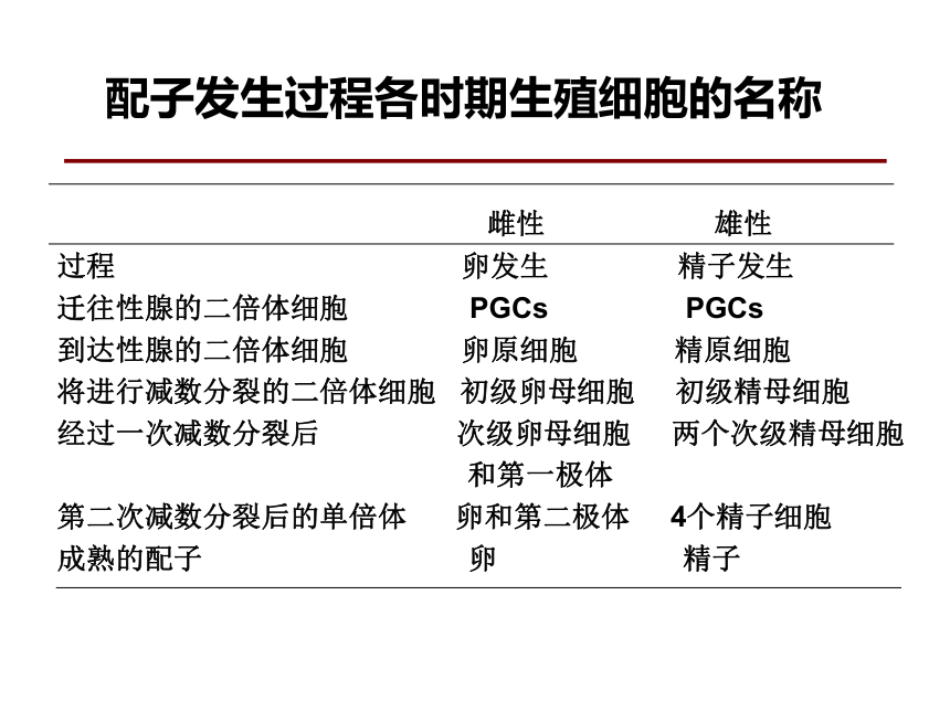 2020-2021学年高中生物竞赛第二章 配子发生课件 (1)(40PPT)